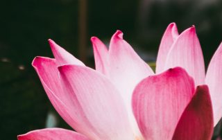 fft Verona - Yoga e Nutrizione - Rafforzare gli equilibri